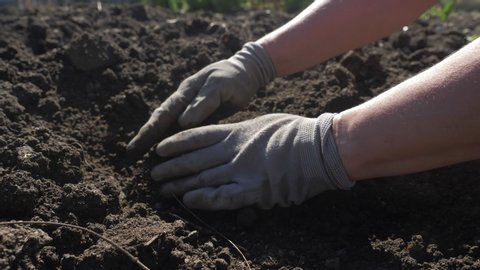Farmer hands holding potatoes, planting potato in spring. Organic farming small local produce. growing vegetables