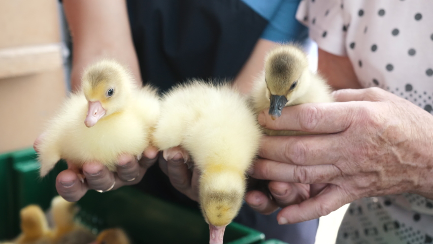 Young Adult Hands of Two Women Gently Hold Newborn Ducklings or Goslings for Control of Growing Technology, Quality in Sunshine Closeup. Breeding, Selection of Best Poultry for Natural Meat Production