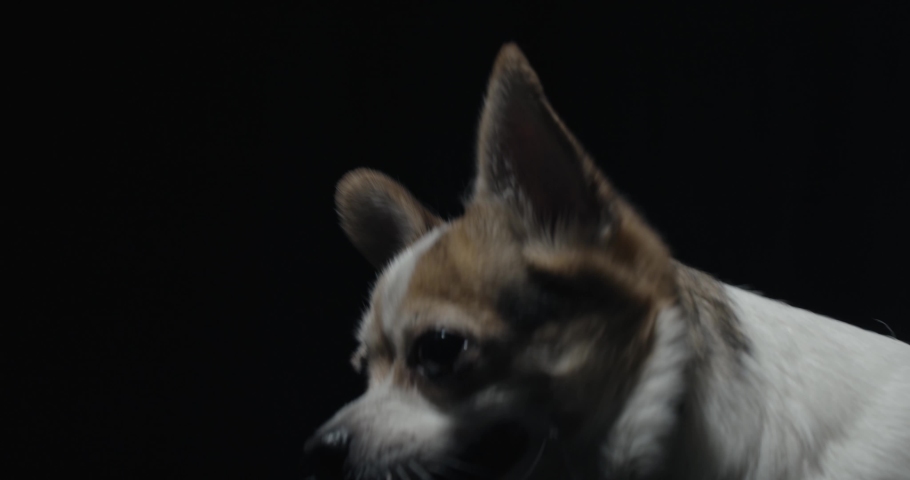 Close up of a cute chihuahua dog with its tongue out, 4k