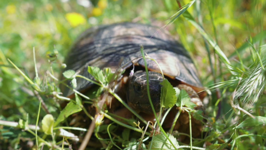 Close Up of turtle image - Free stock photo - Public Domain photo - CC0 ...