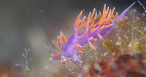 nudibranch flabellina nudi branch nudybranch  underwater slug ocean scenery