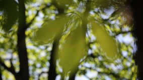 Short footage of new fresh green leaves on a chestnut tree at springtime
