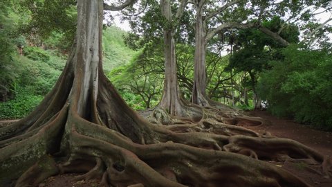 Most famous trees of Hawaii. Tree with huge roots. Large buttresses and plant root in handheld gimbal shot. Natural plants in tropical botanical garden. Moreton Bay Fig tree. 