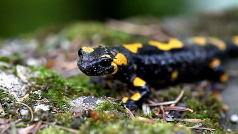 Salamander in the Wild / newt in the wild close-up Stock Video
