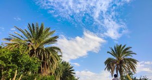 k timelapse for Green palm tree on blue sky in the algerian desert