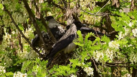 Close-up of a family of young black and white nestlings and a female crow Corvus cornix in a nest on an acacia tree Robinia pseudoacacia in a foothill park in the North Caucasus
