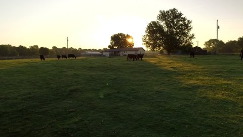 Cattle farm in the morning in early sunrise.