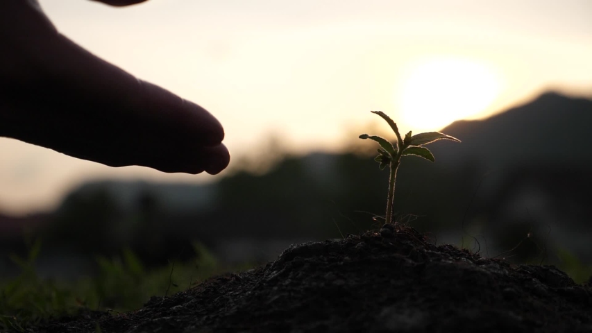 Silhouette Of Hand Touching A Young Plant
 | Shutterstock HD Video #1053386768