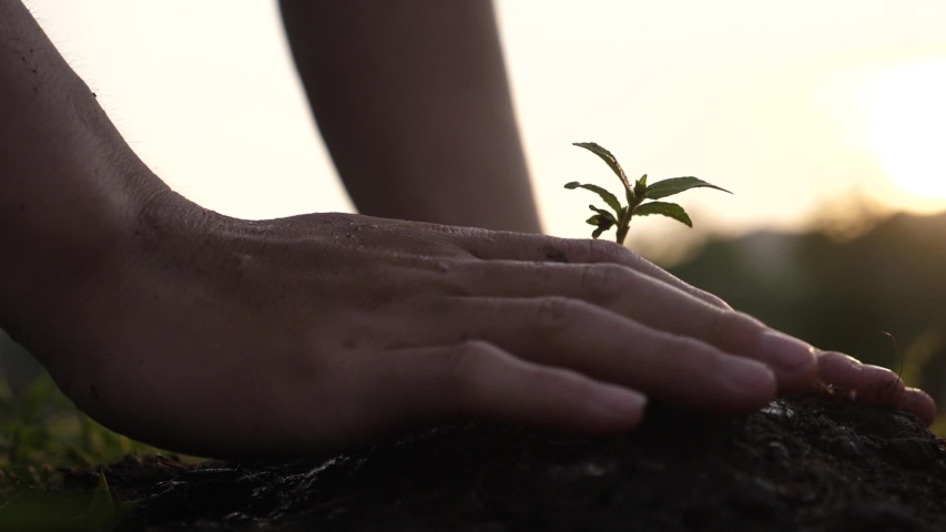 Hands Planting Young Tree Top View
 Royalty-Free Stock Footage #1053386777