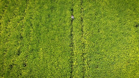 Happy woman running in a blooming yellow and green field. Spring rape. Drone flight over beautiful nature. Landscapes of Europe