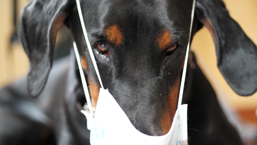 Funny Dog Wearing a Surgical Mask, Coronavirus Time