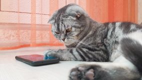 Scottish Fold smart cat playing in a smartphone. Funny pet and information technology. Creative home work concept, video and games for cats.