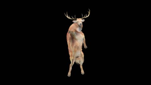 Deer Dance CG fur 3d rendering animal realistic CGI VFX Animation Loop  composition 3d mapping cartoon, Included in the end of the clip with Alpha matte.