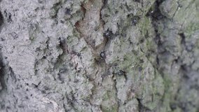 Aphids on pine tree.
Video footage of tree bugs.