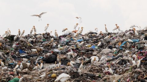 Flocks of birds on the garbage dump