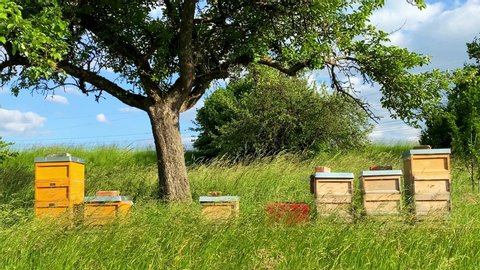 Wooden beehives in beautiful landscape with high grass and trees on a sunny summer day with great blue sky.