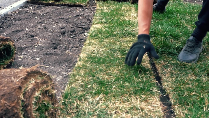 Close-up hand of a man laying grassy lawns on the ground. Landscape gardening process