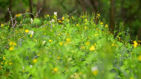 close-up, blooming celandine grass with lush green foliage and bright yellow flowers on a green grass background. spring in the forest. beautiful spring background