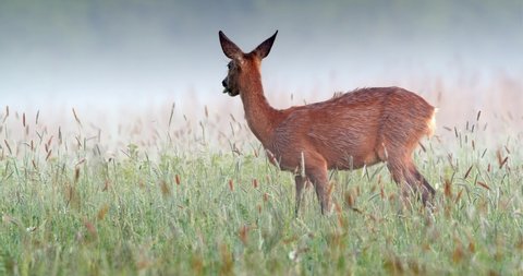 Roe deer, capreolus capreolus, doe feeding and looking around on misty meadow early in the morning. Unaware female wild animal with orange fur grazing on hay field in summer nature.