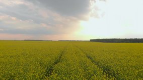 Yellow canola field aerial drone view. Rapeseed blossom field with strips of bright yellow rape and flying birds at cloudy sunset evening.