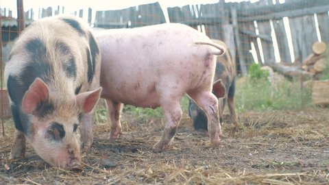 funny pigs sniffing soil farming agriculture concept. pig on an old farm . adult piglets run in a pen on an old lifestyle farm. pigs sniff the ground. domestic pig