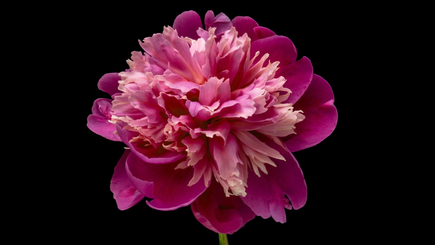 Timelapse of pink peony flower blooming on black background. Waving pink peony petals close-up. 4K UHD video timelapse