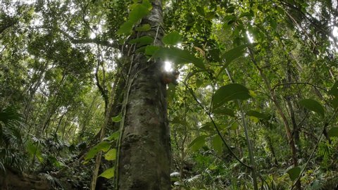 Dolly shot fig tree temperate rainforest australian landscape