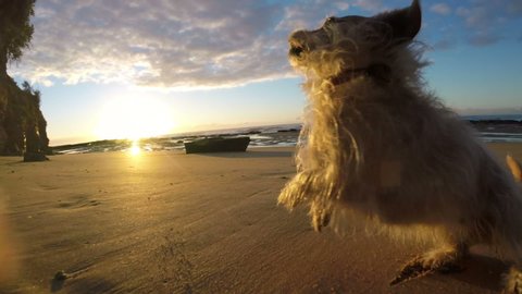 Dog running on sandy beach in slow motion having fun at sunrise