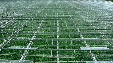 Flying over a large greenhouse with vegetables, a greenhouse with a transparent roof, a greenhouse view from above, growing tomatoes. Large industrial greenhouses.