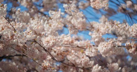 Cherry Blossom Tree in Spring