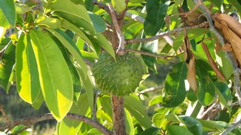 Soursop Or Guanabana Fruit on the Tree. 