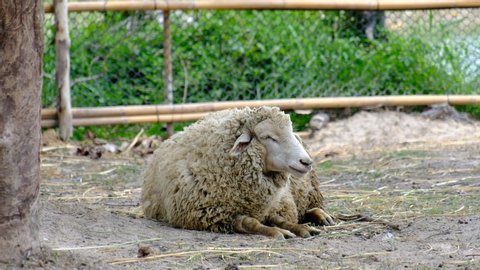 A sheep laying down on the land and eating in the sheepfold