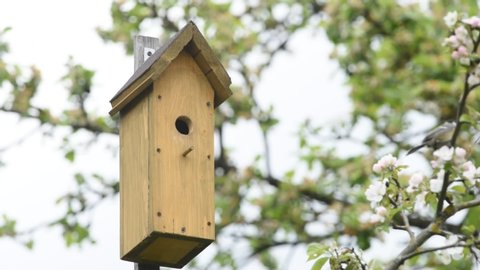 The great tit (Parus major) flies to wooden birdhouse to enter and feed its chicks with insects
