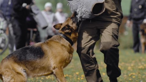 Cynologist Shepherd dog bites and clings to the criminal's hand during training show. Military dog follow police officer's commands. Special forces demonstration. Army performance outdoor.