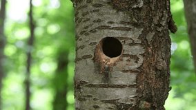 Woodpecker feeds offspring in a hollow. The bird peeks out of the house. Animal in natural habitat