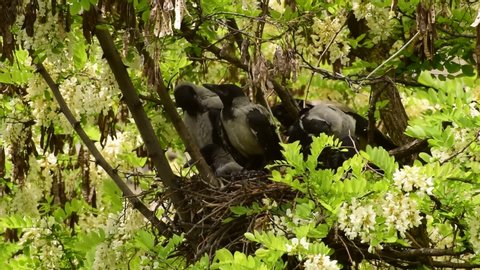 Gray black chicks of a Corvus cornix crow in a nest on an acacia tree Robinia pseudoacacia in a foothill park in the North Caucasus
