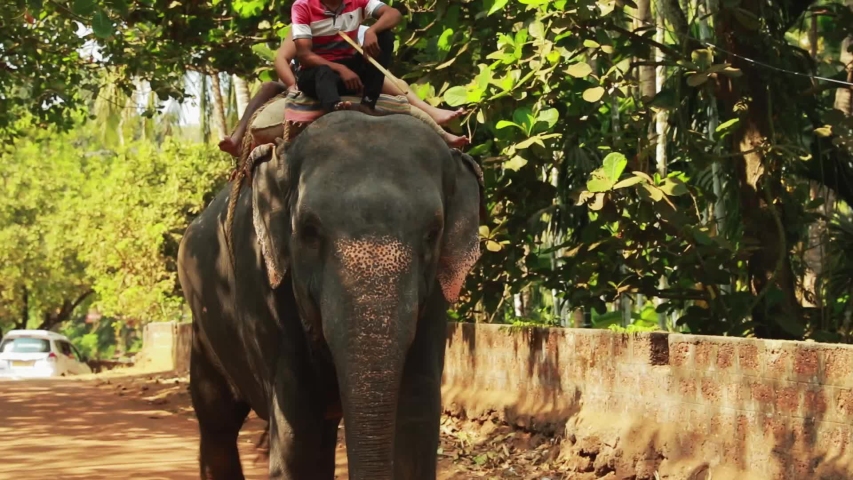 Tourists ride on the back of an indian elephant