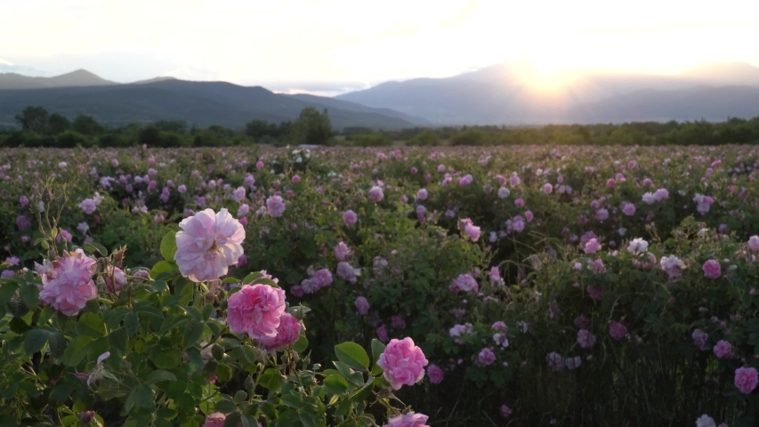 Bulgarian pink rose garden during sunset Royalty-Free Stock Footage #1053434465