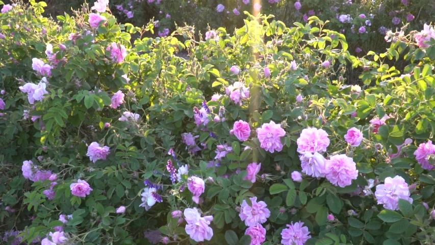 Bulgarian pink rose garden during sunset Royalty-Free Stock Footage #1053434480
