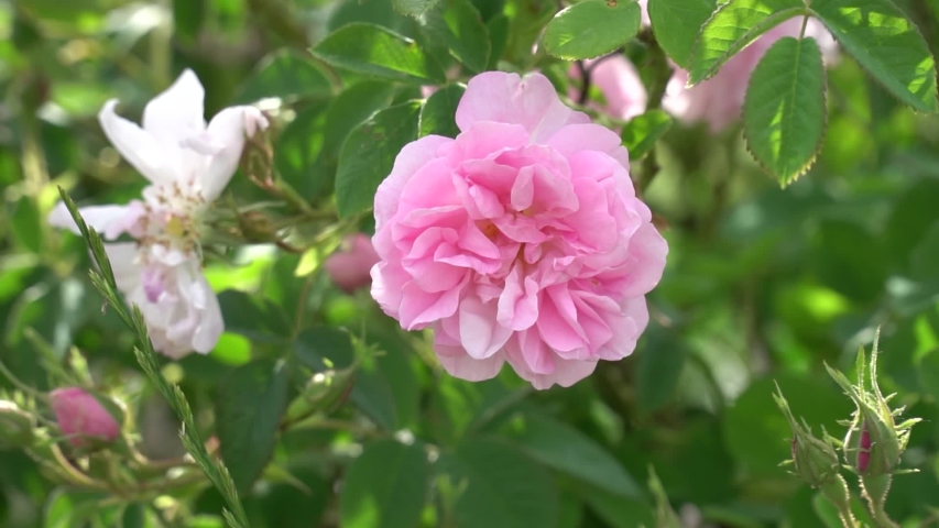 Closeup of bulgarian pink rose in a garden located in the rose valley in Bulgaria Royalty-Free Stock Footage #1053434522