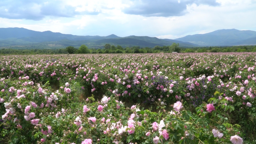 Bulgarian pink rose garden blown by the winds with amazing clouds and mountains in the background Royalty-Free Stock Footage #1053434588