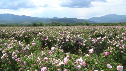 Bulgarian pink rose garden blown by the winds with amazing clouds and mountains in the background
