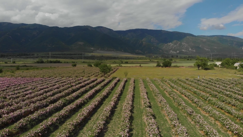 Aerial drone flight over endless rows of bulgarian pink rose bush in a valley Royalty-Free Stock Footage #1053434624