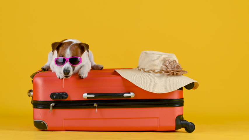 Shutterstock video thumbnail