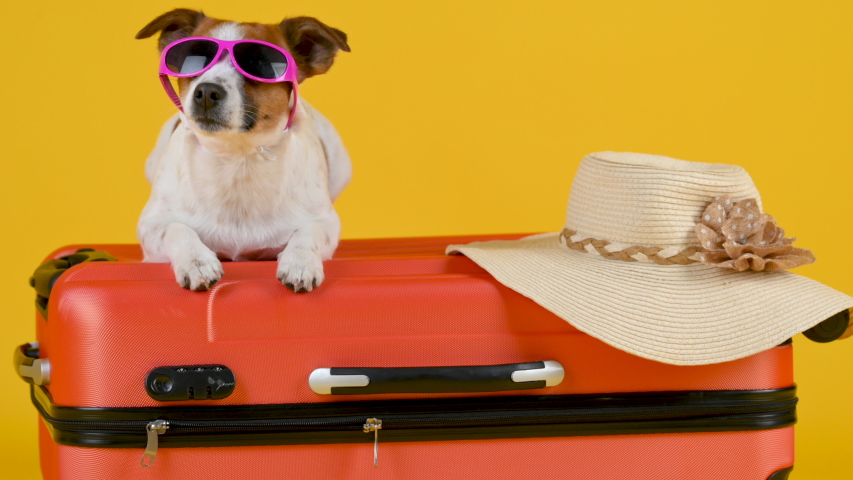 Funny dog breed Jack Russell Terrier in sunglasses lies on a suitcase isolated on a yellow studio background. Vacation and travel concept. | Shutterstock HD Video #1053435278