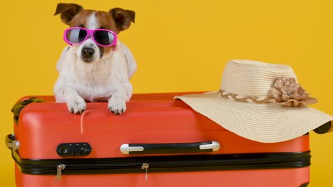 Funny dog breed Jack Russell Terrier in sunglasses lies on a suitcase isolated on a yellow studio background. Vacation and travel concept.