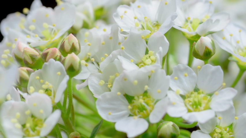 Close-up of flower blossoming time lapse. Branch with blooming flowers. Royalty-Free Stock Footage #1053435296