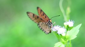 Video of butterflies sucking nectar from pollen.