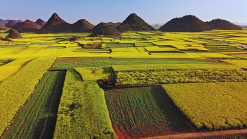 Aerial view drone flight above yellow rapeseed (canola) flower field in spring, Luoping, China
