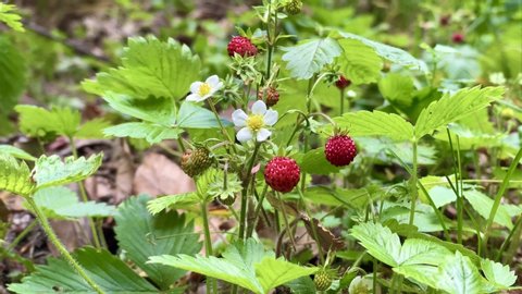 Wild strawberry bush in forest. Red strawberries berry and white flowers in wild meadow, close up